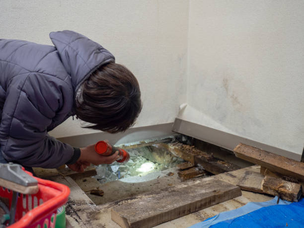 Best Mold Prevention Services  in Brinkley, AR
