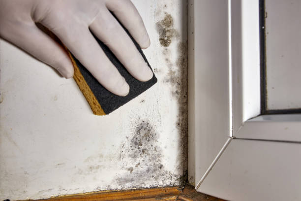 Best Black Mold Removal  in Brinkley, AR
