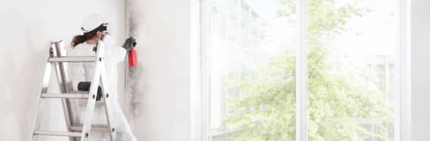 Best Environmental Consulting for Mold Prevention  in Brinkley, AR